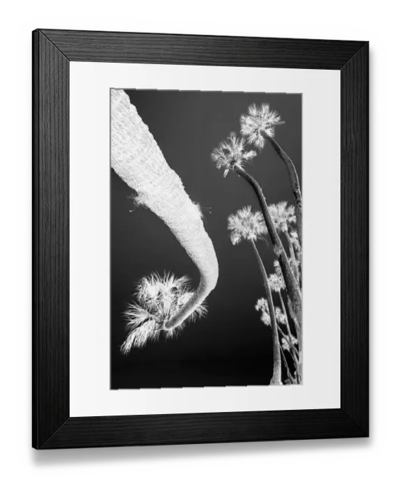 Framed Print : Sable palm tree along shoreline of Harney Lake at sunset, Florida