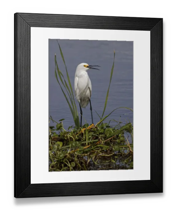 Framed Print : Snowy Egret, Stick Marsh, Florida Framed Print : Snowy Egret, Stick Marsh, Florida