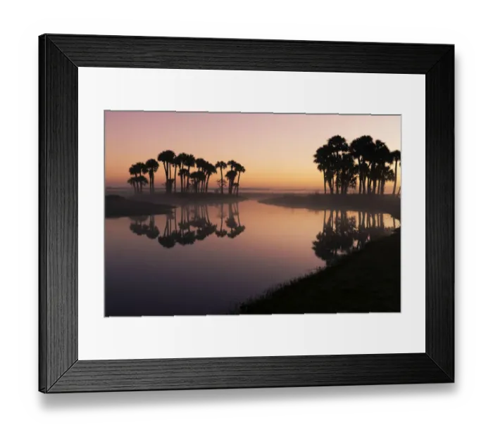 Framed Print : Sable palms silhouetted at sunrise on the Econlockhatchee River, a blackwater tributary of the St. Johns River, near Orlando, Florida Framed Print : Sable palms silhouetted at sunrise on the Econlockhatchee River, a blackwater tributary of the St. Johns River, near Orlando, Florida