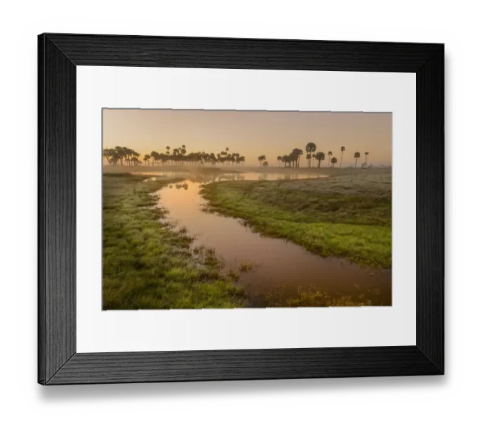 Framed Print : Sable palms silhouetted at sunrise on the Econlockhatchee River, a blackwater tributary of the St. Johns River, near Orlando, Florida Framed Print : Sable palms silhouetted at sunrise on the Econlockhatchee River, a blackwater tributary of the St. Johns River, near Orlando, Florida