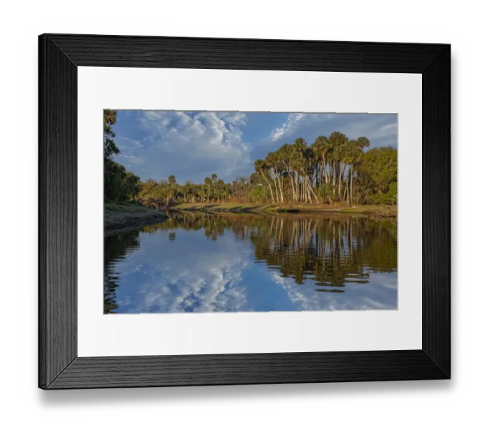 Framed Print : Sable palms reflected on the Econlockhatchee River, a blackwater tributary of the St. Johns River, near Orlando, Florida Framed Print : Sable palms reflected on the Econlockhatchee River, a blackwater tributary of the St. Johns River, near Orlando, Florida