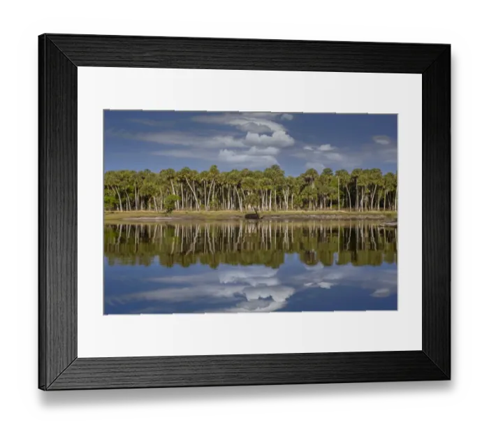 Framed Print : Sable palms reflected on the Econlockhatchee River, a blackwater tributary of the St. Johns River, near Orlando, Florida