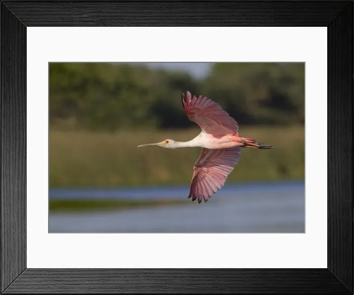 Framed Print : Roseate spoonbill flying, Stick Marsh, Florida Framed Print : Roseate spoonbill flying, Stick Marsh, Florida