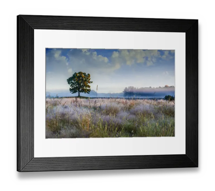 Framed Print : Solo tree in field early morning in Michigan Framed Print : Solo tree in field early morning in Michigan
