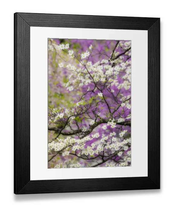 Framed Print : Flowering dogwood tree and distant Eastern redbud, Kentucky