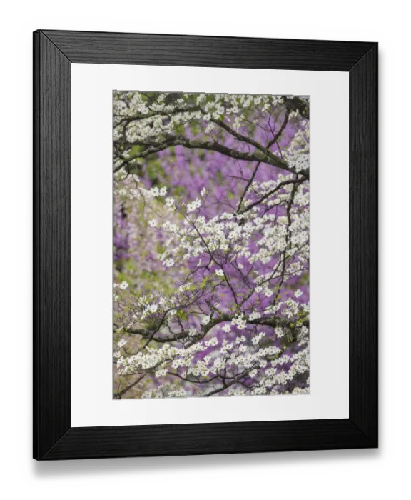 Framed Print : Flowering dogwood tree and distant Eastern redbud, Kentucky Framed Print : Flowering dogwood tree and distant Eastern redbud, Kentucky
