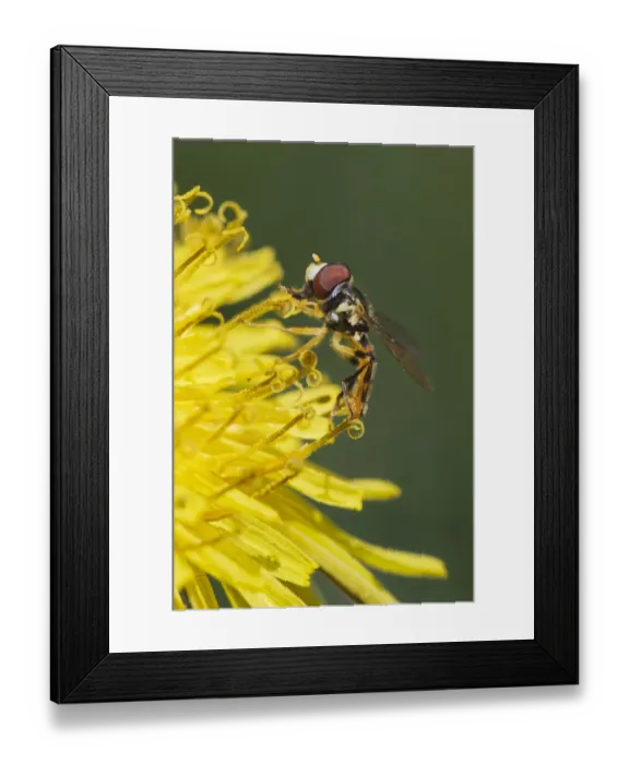 Framed Print : Hover fly on yellow dandelion flower, Kentucky
