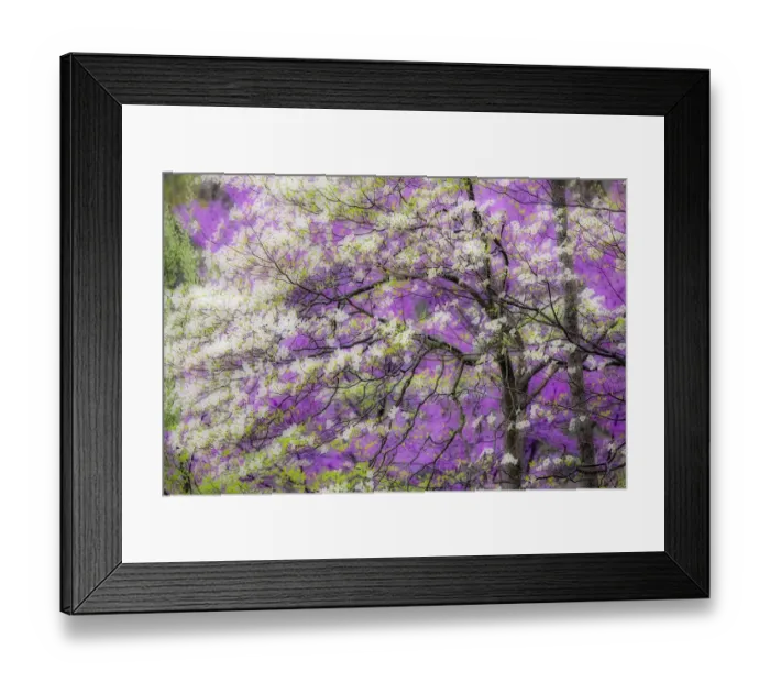 Framed Print : Soft focus view of flowering dogwood tree and distant Eastern redbud, Kentucky Framed Print : Soft focus view of flowering dogwood tree and distant Eastern redbud, Kentucky