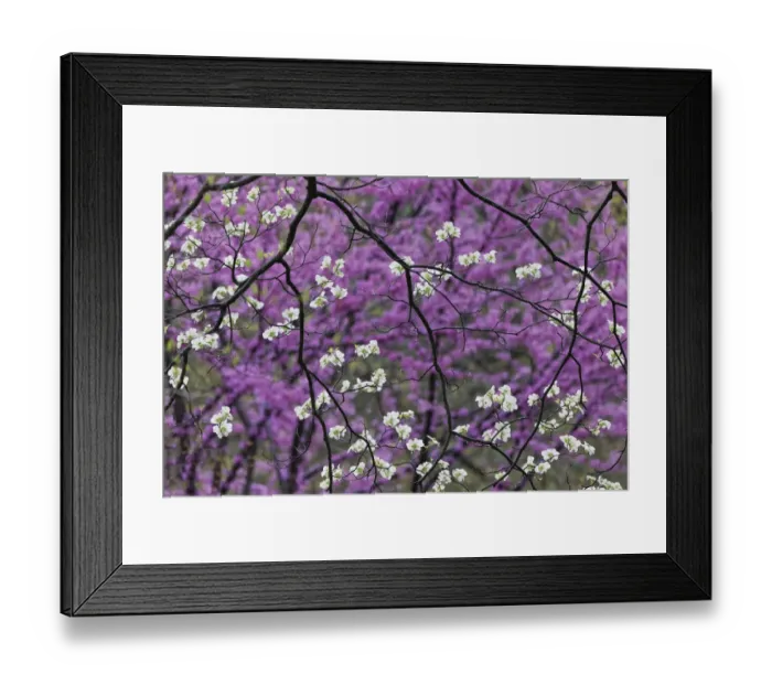 Framed Print : Flowering dogwood tree and distant Eastern redbud, Kentucky Framed Print : Flowering dogwood tree and distant Eastern redbud, Kentucky