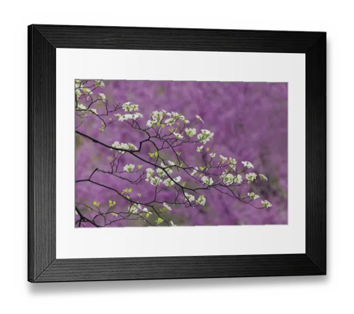 Framed Print : Flowering dogwood tree and distant Eastern redbud, Kentucky Framed Print : Flowering dogwood tree and distant Eastern redbud, Kentucky