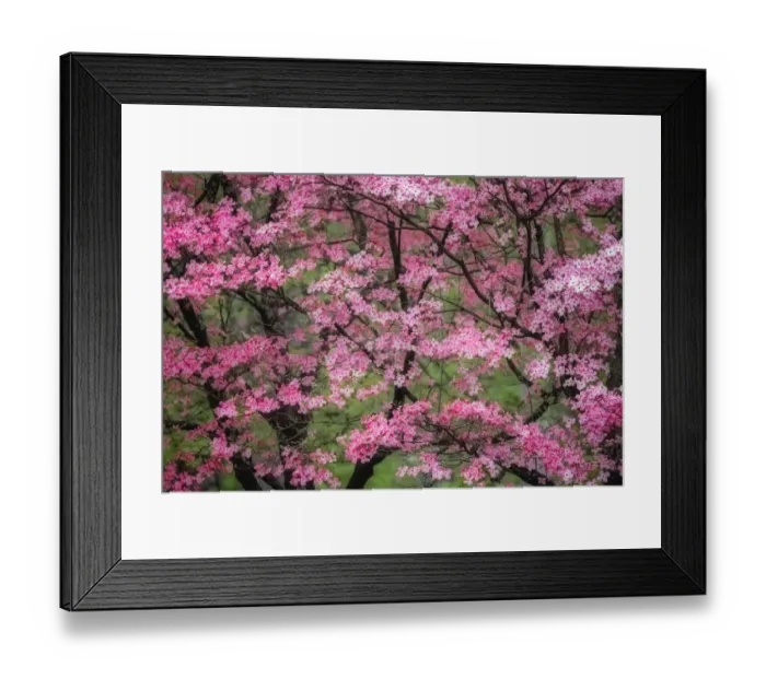 Framed Print : Soft focus view of large pink flowering dogwood tree in full bloom, Kentucky