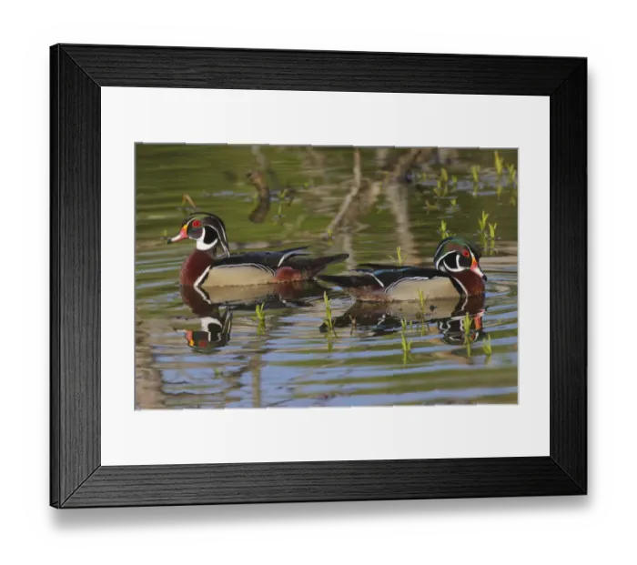 Framed Print : Male wood ducks, Kentucky