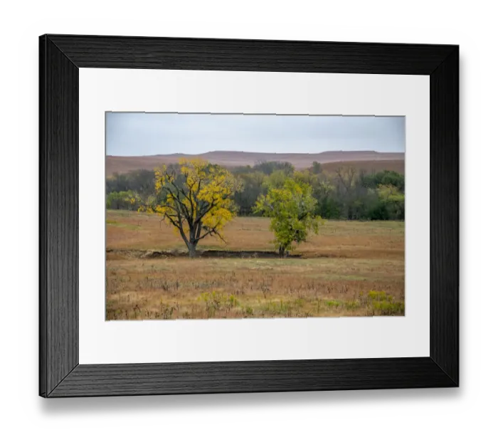 Framed Print : Cottonwood trees in the Flint Hills of Kansas Framed Print : Cottonwood trees in the Flint Hills of Kansas