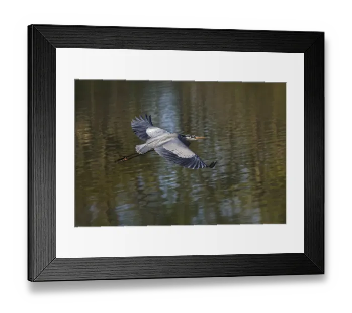 Framed Print : Great blue heron flying, Kentucky Framed Print : Great blue heron flying, Kentucky