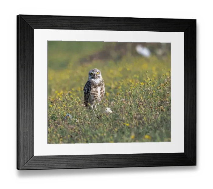 Framed Print : Burrowing owl sunning itself Framed Print : Burrowing owl sunning itself