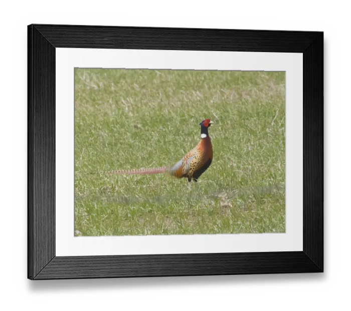 Framed Print : Pheasant standing in grassy field Framed Print : Pheasant standing in grassy field