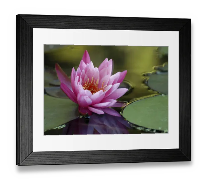 Framed Print : White water rose Framed Print : White water rose