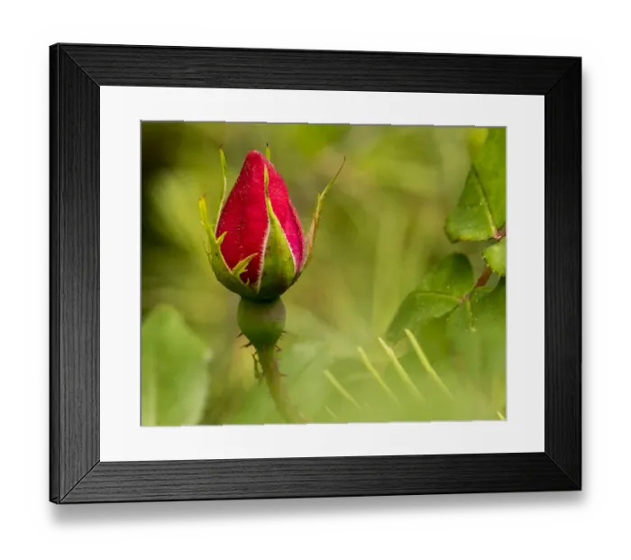 Framed Print : China Rose, garden rose Framed Print : China Rose, garden rose
