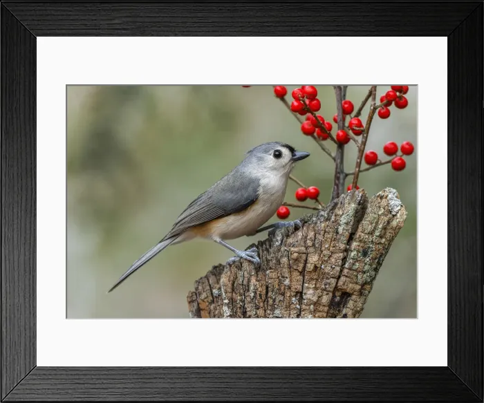 Framed Print : Tufted titmouse and red berries, Kentucky Framed Print : Tufted titmouse and red berries, Kentucky