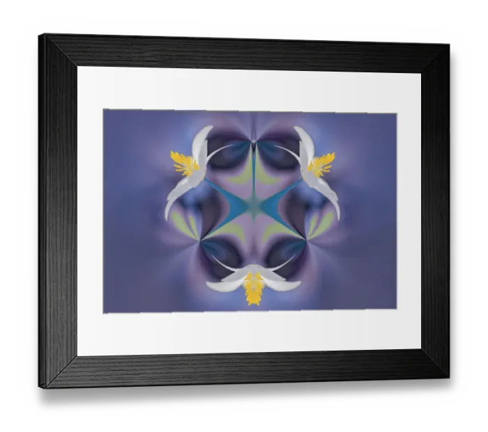Framed Print : Bloodroot flower. The Parklands, Louisville, Kentucky
