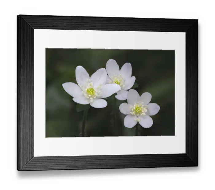 Framed Print : Trio of wood anemone flowers, The Parklands, Louisville, Kentucky Framed Print : Trio of wood anemone flowers, The Parklands, Louisville, Kentucky