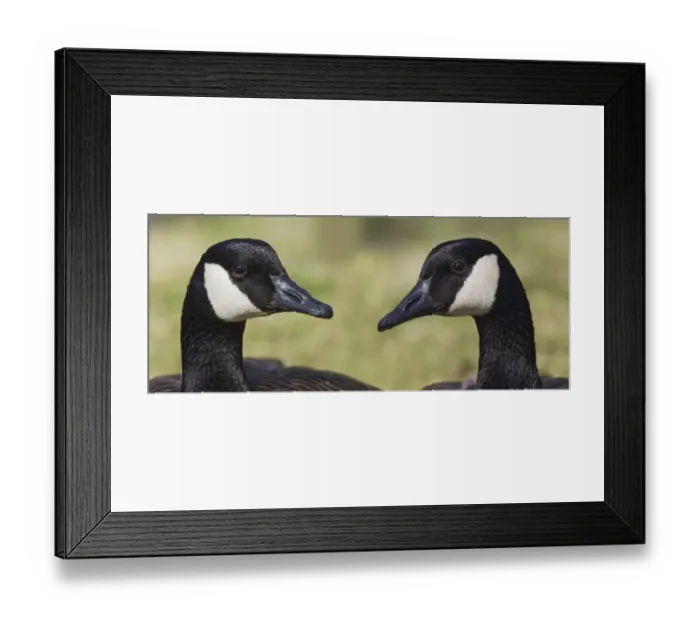 Framed Print : Canada geese, Kentucky Framed Print : Canada geese, Kentucky