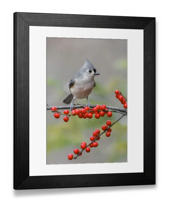 Framed Print : Tufted titmouse and red berries, Kentucky