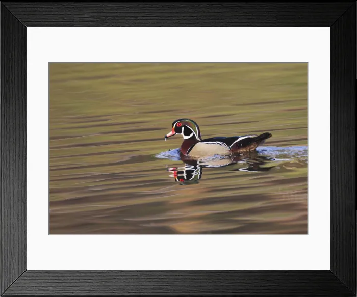 Framed Print : Wood duck drake, Kentucky Framed Print : Wood duck drake, Kentucky