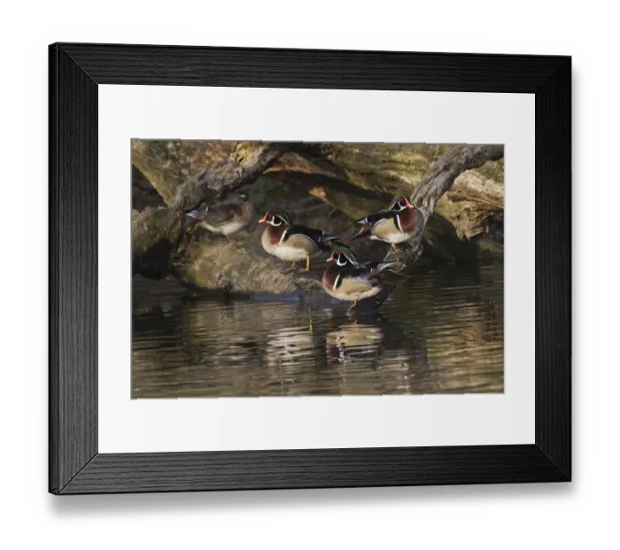 Framed Print : Male and female wood ducks, resting on fallen tree, Kentucky Framed Print : Male and female wood ducks, resting on fallen tree, Kentucky