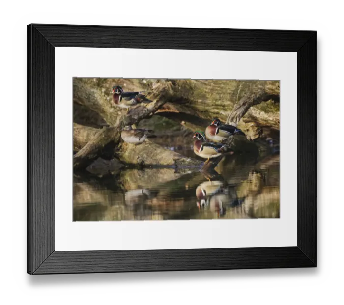 Framed Print : Male and female wood ducks, resting on fallen tree, Kentucky