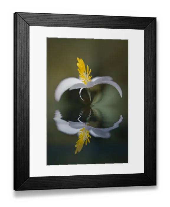 Framed Print : Bloodroot flower and reflection. The Parklands, Louisville, Kentucky Framed Print : Bloodroot flower and reflection. The Parklands, Louisville, Kentucky