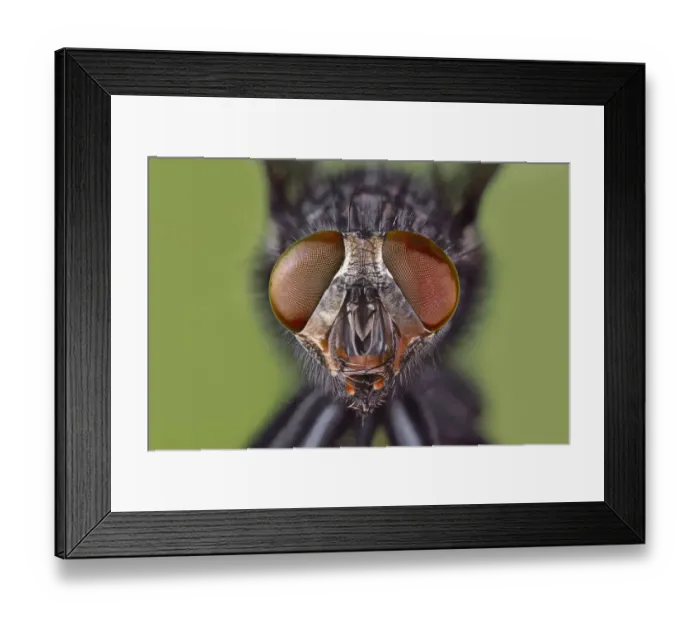 Framed Print : Extreme close-up of house fly head and face, Kentucky