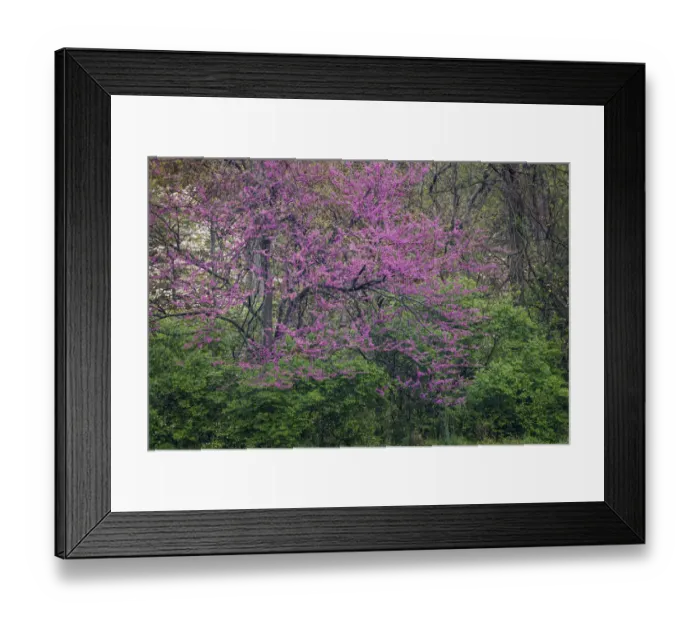 Framed Print : Eastern redbud, Kentucky Framed Print : Eastern redbud, Kentucky
