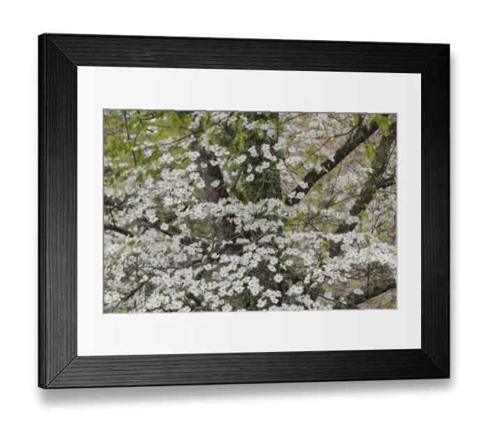 Framed Print : Flowering dogwood, Kentucky Framed Print : Flowering dogwood, Kentucky