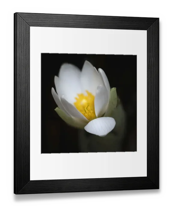 Framed Print : Bloodroot flower. The Parklands, Louisville, Kentucky Framed Print : Bloodroot flower. The Parklands, Louisville, Kentucky