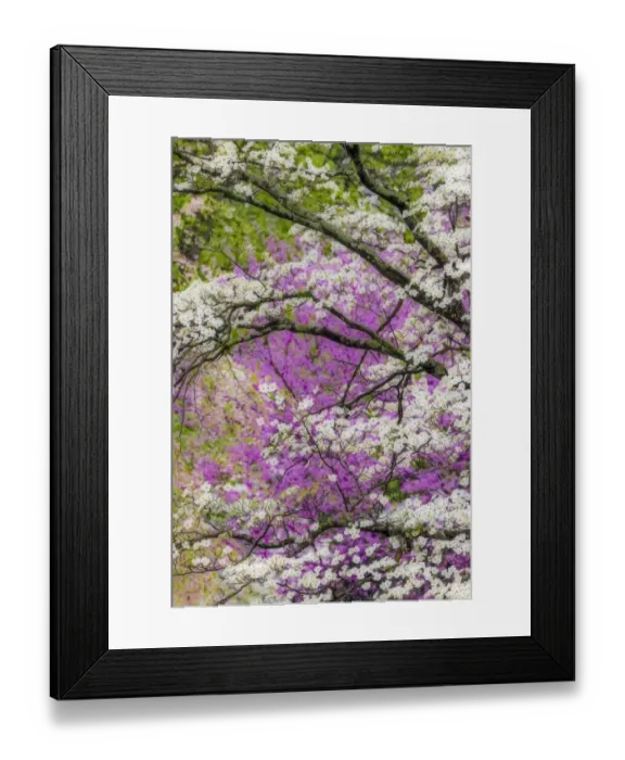 Framed Print : Soft focus view of flowering dogwood tree and distant Eastern redbud, Kentucky