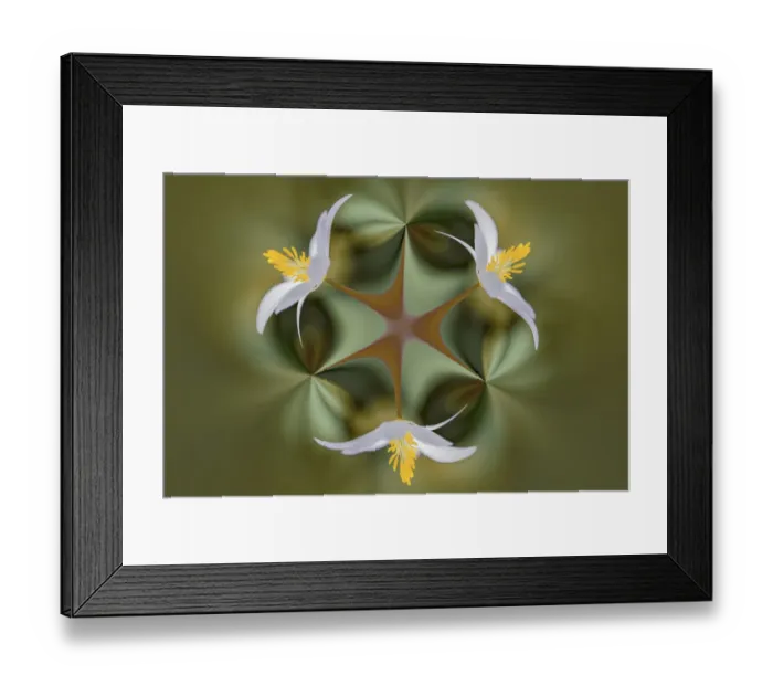 Framed Print : Bloodroot flower. The Parklands, Louisville, Kentucky Framed Print : Bloodroot flower. The Parklands, Louisville, Kentucky