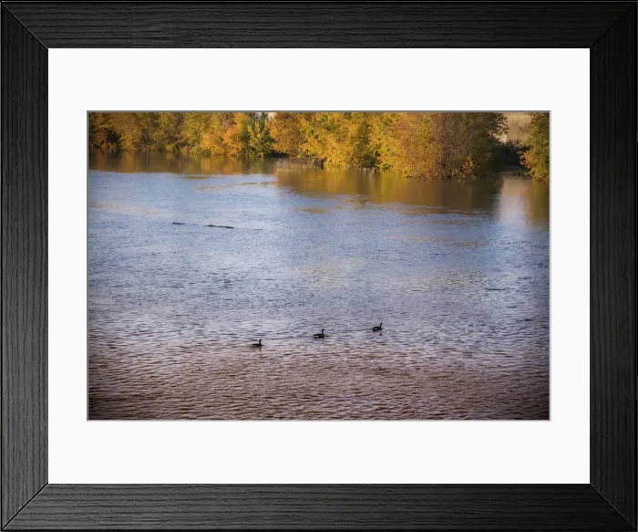 Framed Print : Canadian geese, White River State Park, Indianapolis, Indiana, USA Framed Print : Canadian geese, White River State Park, Indianapolis, Indiana, USA