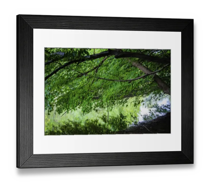 Framed Print : Branches over water, Whitewater Memorial State Park, Indiana, USA Framed Print : Branches over water, Whitewater Memorial State Park, Indiana, USA