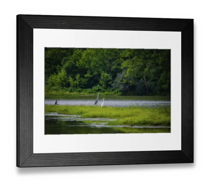 Framed Print : Cranes, Whitewater Memorial State Park, Indiana, USA Framed Print : Cranes, Whitewater Memorial State Park, Indiana, USA