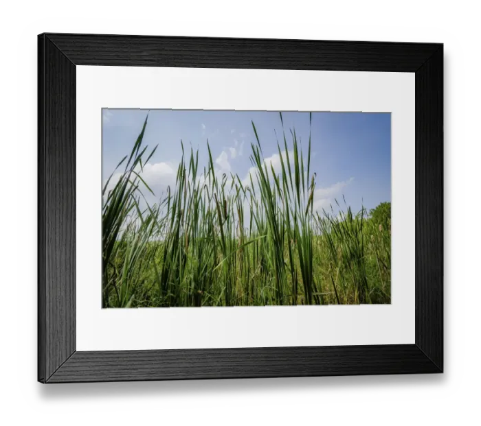 Framed Print : Cattails along the lake, Whitewater Memorial State Park, Indiana, USA Framed Print : Cattails along the lake, Whitewater Memorial State Park, Indiana, USA