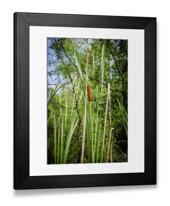 Framed Print : Cattails along the lake, Whitewater Memorial State Park, Indiana, USA Framed Print : Cattails along the lake, Whitewater Memorial State Park, Indiana, USA