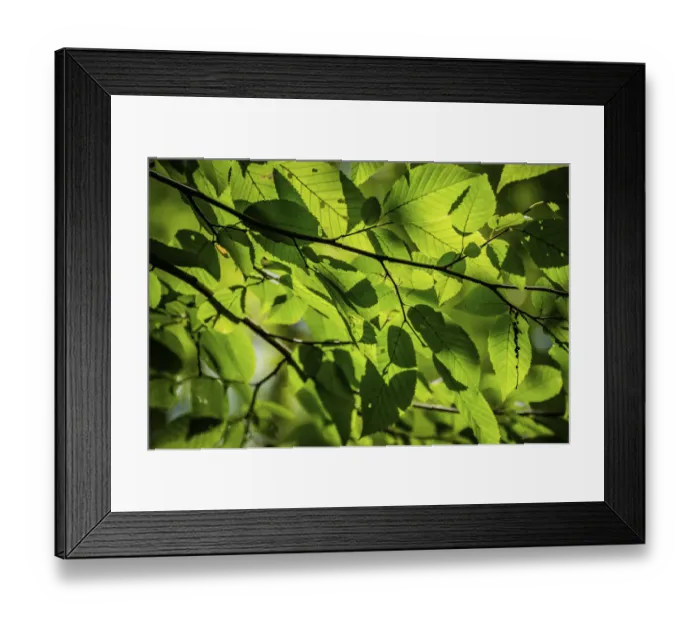 Framed Print : Backlit leaves, Whitewater Memorial State Park, Indiana, USA Framed Print : Backlit leaves, Whitewater Memorial State Park, Indiana, USA