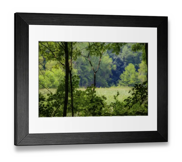 Framed Print : Trees, Whitewater Memorial State Park, Indiana, USA Framed Print : Trees, Whitewater Memorial State Park, Indiana, USA