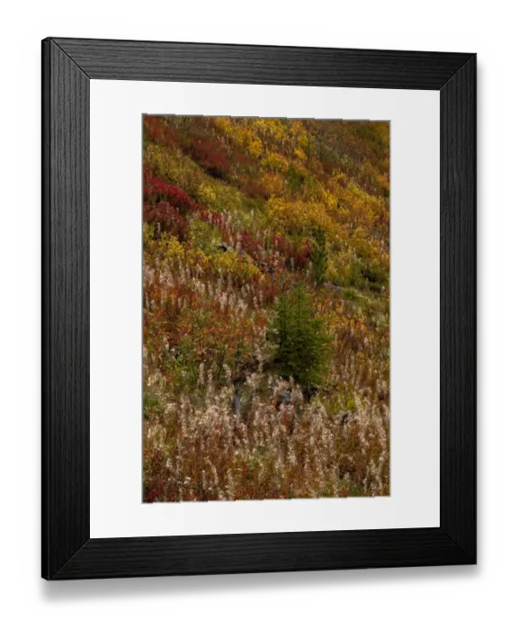 Framed Print : Fireweed and underbrush in autumn hues in the Jewel Basin Hiking Area of the Flathead National Forest, Montana, USA