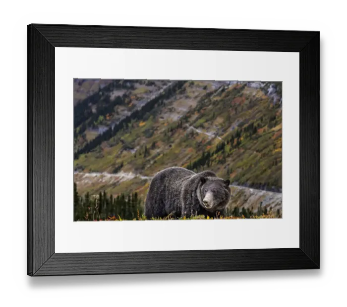Framed Print : Grizzly bear along Going-to-the-Sun Road in Glacier National Park, Montana, USA Framed Print : Grizzly bear along Going-to-the-Sun Road in Glacier National Park, Montana, USA