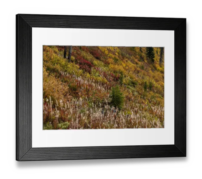 Framed Print : Fireweed and underbrush in autumn hues in the Jewel Basin Hiking Area of the Flathead National Forest, Montana, USA Framed Print : Fireweed and underbrush in autumn hues in the Jewel Basin Hiking Area of the Flathead National Forest, Montana, USA