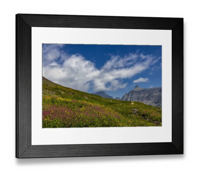 Framed Print : Alpine meadow filled with wildflowers with Bishops Cap in background in Glacier National Park, Montana, USA Framed Print : Alpine meadow filled with wildflowers with Bishops Cap in background in Glacier National Park, Montana, USA