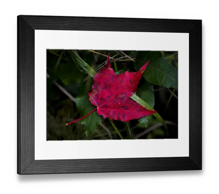 Framed Print : USA, Minnsota, Duluth, Fall Color Framed Print : USA, Minnsota, Duluth, Fall Color