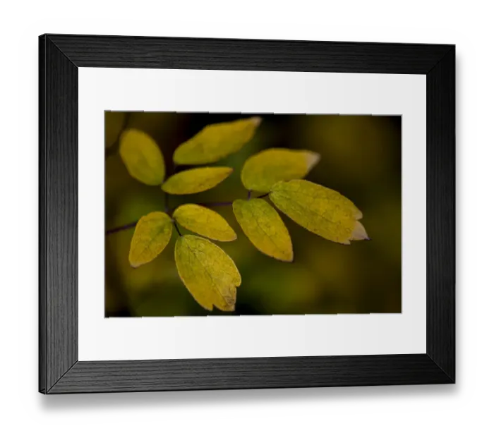 Framed Print : USA, Minnsota, Duluth, Fall Color Framed Print : USA, Minnsota, Duluth, Fall Color